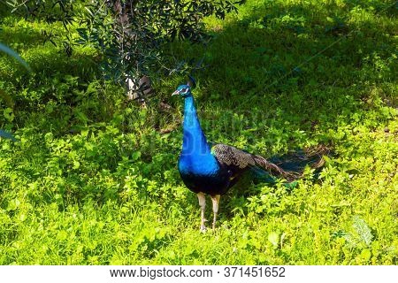Gorgeous peacock walks in the green grass. Israel. Gorgeous green south park. Orthodox monastery of the Twelve Apostles. The concept of religious pilgrimage and photo tourism