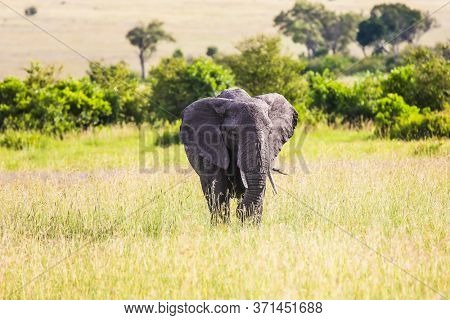 Elephants are the largest land mammals. Huge lonely elephant grazes in the tall grass of the savannah. Afrika. The Masai Mara Reserve in Kenya. The concept ecological and photo tourism