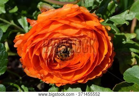Close Up Of One Large Delicate Orange Flower Of Ranunculus Repens Plant Commonly Known As The Creepi