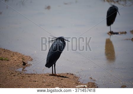 Black Heron Egretta Ardesiaca Also Known As Black Egret Lake Manyara African Heron Habit Of Using It