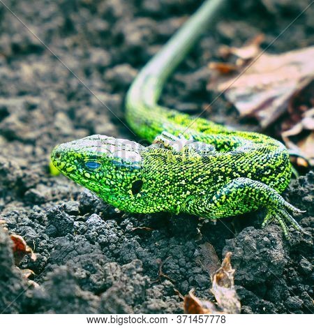 Portrait Of A Small Green Lizard On The Ground. Selective Focus