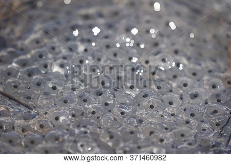 Frog Toad Spawn Texture Macro Bright Mountain Light