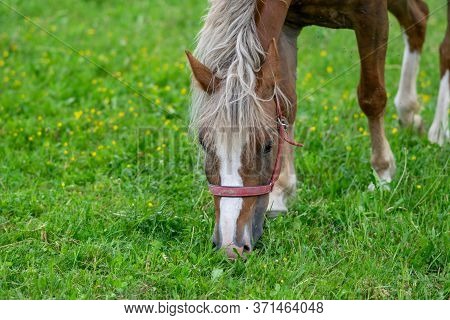 Silvery Bay Horse In A Field On A Paddock.