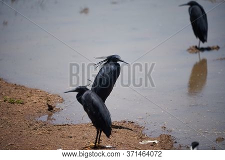 Black Heron Egretta Ardesiaca Also Known As Black Egret Lake Manyara African Heron Habit Of Using It