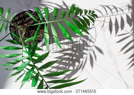 Green Tropical Leaves White Marble Pattern Texture Abstract Backgroundbackground.palm In Pastel Blue
