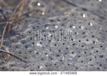 Frog Toad Spawn Texture Macro Bright Mountain Light