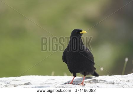 Alpine Chough Yellow Billed Pyrrhocorax Graculus Crow Pyrrhocorax Switzerland Mountain Flight