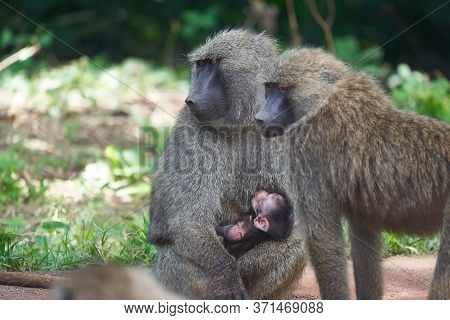 Olive Baboon Baby Papio Anubis Anubis Baboon Cercopithecidae Old World Monkey