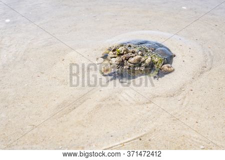 A Horseshoe Crab Hides In The Sand. It Is Photographed At The Beach Of Monomoy National Wildlife Ref