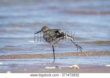 A Cute Adult Breeding Willet At The Cape Cod Beach Stretches One Of Its Legs Like A Dance Pose. Phot