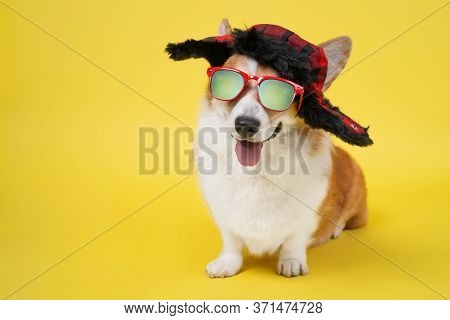 Funny Smiling Welsh Corgi Pembroke Or Cardigan Dog In Warm Winter Hat With Earflaps And Sunglasses W