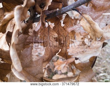 Oak Branch With Dry Leaves In Autumn.