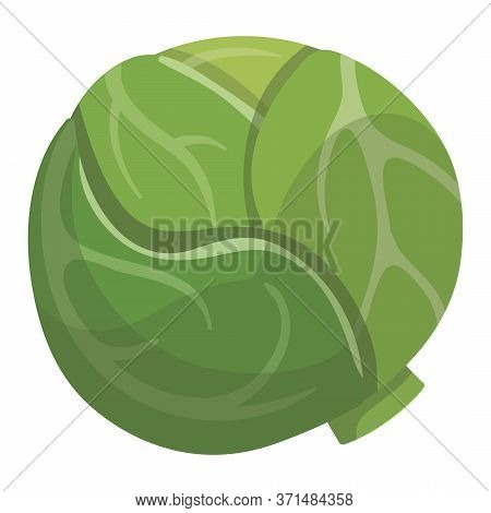 Fresh Green Cabbage Vegetable Iocn Isolated On White Background. Vector Illustration