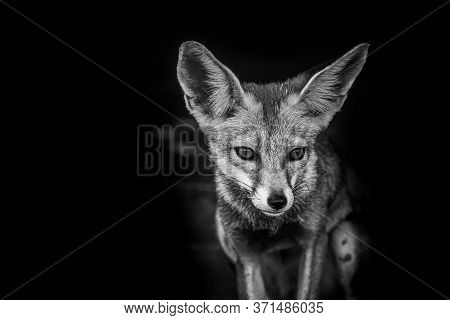 White Footed Fox Or Desert Fox Or Vulpes Vulpes Pusilla Black And White Portrait At Tal Chhapar Sanc