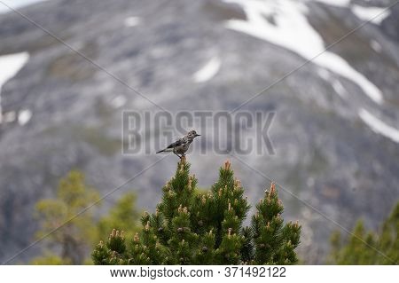 Spotted Nutcracker Also Eurasian Nutcracker Nucifraga Caryocatactes Passerine Bird Slightly Larger T