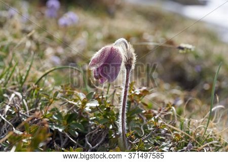 Pulsatilla Vulgaris Pasqueflower Buttercup Family Ranunculaceae Anemone
