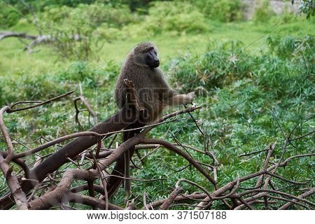 Olive Baboon Baby Papio Anubis Anubis Baboon Cercopithecidae Old World Monkey