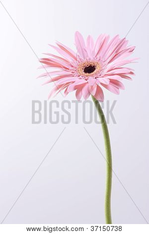 Eine einsame Blume