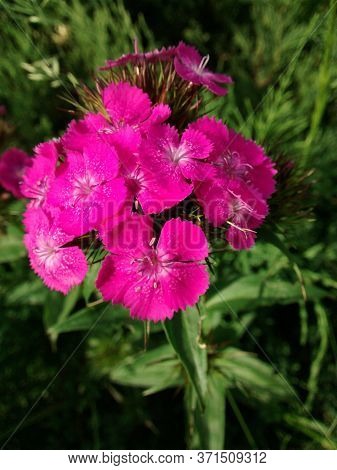 Sweet William plant in bloom. Pink inflorecence on green natural background. Dianthus barbatus.