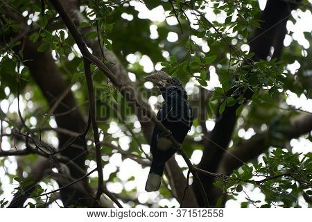 Silvery Cheeked Hornbill Bycanistes Brevis Tanzania Lake Manyara Or Trumpeter Hornbill Bycanistes Bu