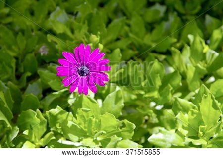 A Mexican Aster Latin Name Cosmos Bipinnata
