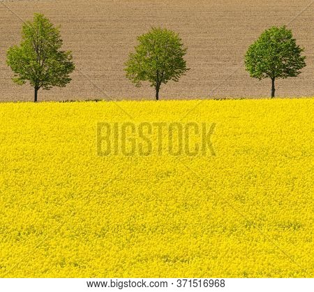 flowering rapeseed field with trees