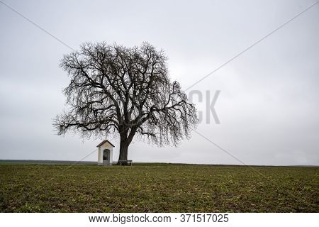 tree with chapel in winter
