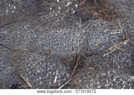 Frog Toad Spawn Texture Macro Bright Mountain Light
