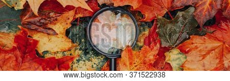 Magnifying Glass Lying On Ground Heap Of Colorful Multicolor Autumn Fall Maple Leaves. Education, Le