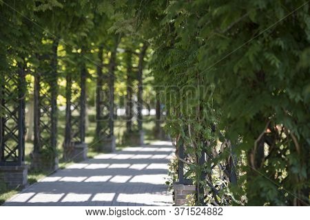 Greenery Corridor Covered By Plants In The Park