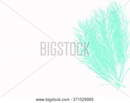 Aqua Menthe Of The Pine Branch. Isolated On White Background