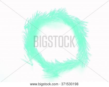 Aqua Menthe Of The Pine Branch. Isolated On White Background