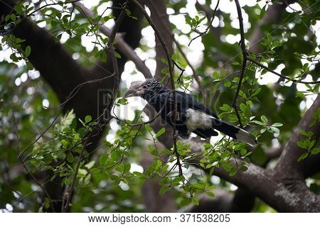 Silvery Cheeked Hornbill Bycanistes Brevis Tanzania Lake Manyara Or Trumpeter Hornbill Bycanistes Bu