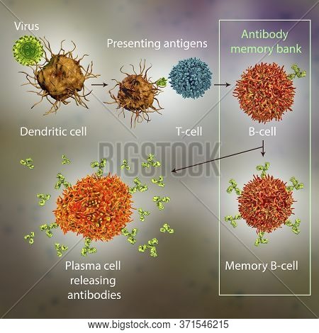 Mechanisms Of Immune Defense Against Viruses, 3d Illustration