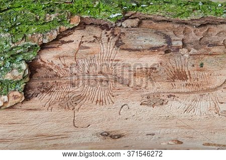 The Imprint Of The Bark Beetle Under The Bark Of The Tree