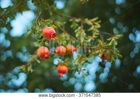 Young, Unripe Pomegranates (punica Granatum) On The Tree.