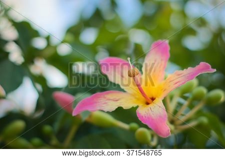 Colorful, Exotic Flower Of A Silk Floss Tree (ceiba Speciosa) On A Bright Summer Day. Close Up Shot.