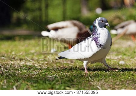 A Dove Proudly Bouncing Around In The Park