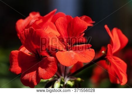 Red Flowers With Exploding Colors And Blurred Background