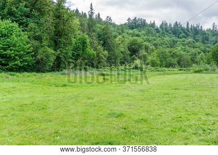 A Field Runs Up To A Forest Of Evergreen Trees At Flaming Geyser State Park In Washington State.