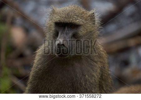 Olive Baboon Baby Papio Anubis Anubis Baboon Cercopithecidae Old World Monkey