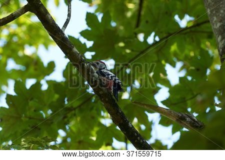 Middle Spotted Woodpecker Dendrocoptes Medius Europe Tree