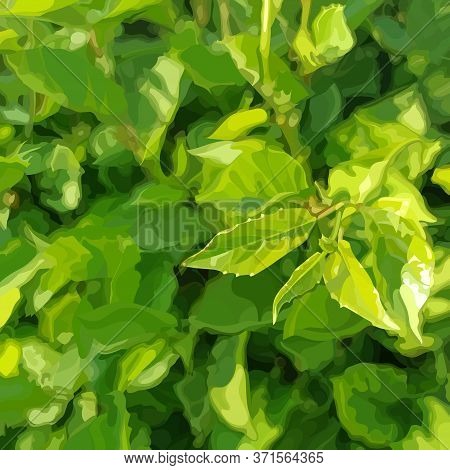 Square Green Summer Dense Vegetation Background With Young Leaves. Vector Image
