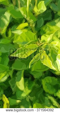 Vertical Green Summer Dense Vegetation Background With Young Leaves. Vector Image