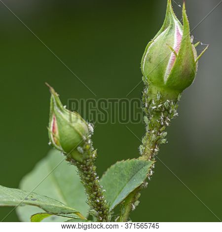 Small Black Aphid On A Green Leaf In The Open Air Close Up