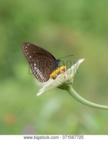 A Common Crow Butterfly (euploea Core), Feeding On A White Zinnia Flower In The Garden.