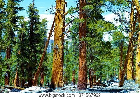 Lodgepole Pine Trees Which Are Native To The Higher Elevations Of Mountainous Terrain Taken Above 10