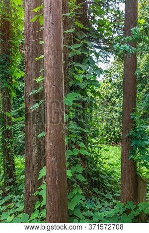 Straight Trunks Of Evergreen Trees Cryptomeria. Forest Of Straight Cryptomeria Trees, Or Japanese Ce