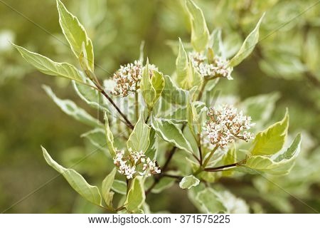 The Small White Flowers Are Surrounded By Light Green-white Foliage