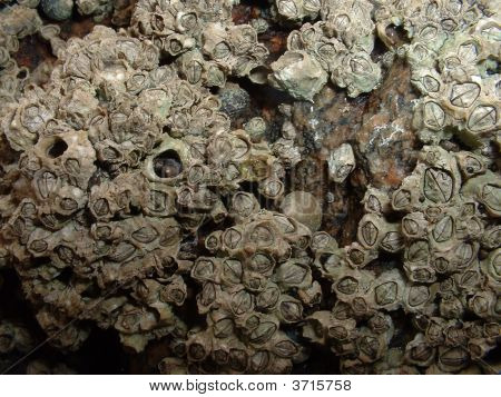 Close Up di patelle